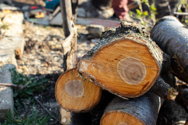 Lake Marcel Stillwater, WA Tree Removal Services Company