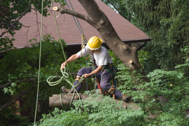 How Our Tree Care Process Works  in  Lake Marcel Stillwater, WA